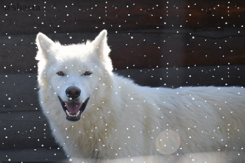 shasta2018sept23rd47wolfsnow9io.gif
