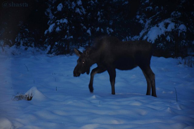 shasta2018dec31stmoosemonday2io.jpg