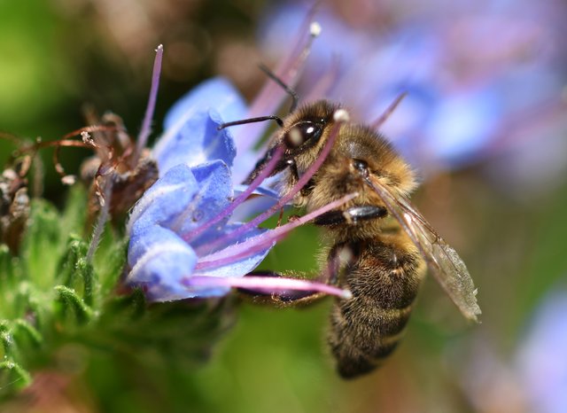 Bee blue flower macro 1.jpg