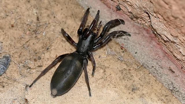 Lamponidae-Lampona cylindrata.jpg
