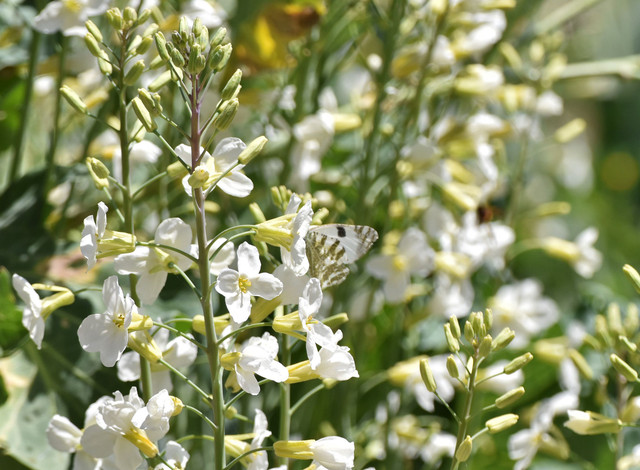 Western White butterfly 1.jpg