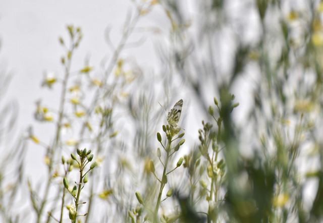 Western White butterfly 3.jpg