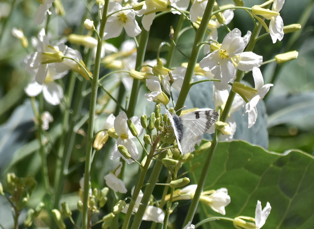Western White butterfly 2.jpg