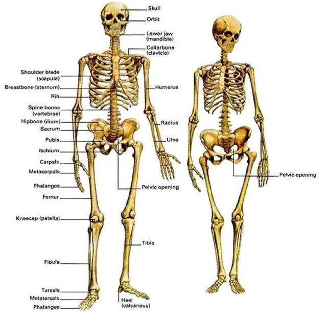 Сколько ребер у человека мужчины и женщины. Строение скелета мужчины и женщины. Анатомия человека скелет различия мужчин и женщин. Сккиилет мужчины и женщины. Склете женщины и мужчины.