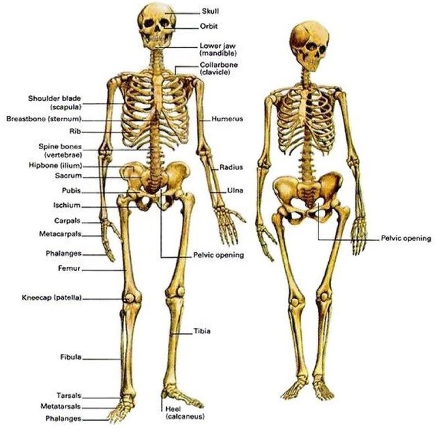Кости женщины. Строение мужского и женского скелета. Скелет человека мужской и женский отличия. Строение скелета мужчины и женщины. Строение скелета мужчины.