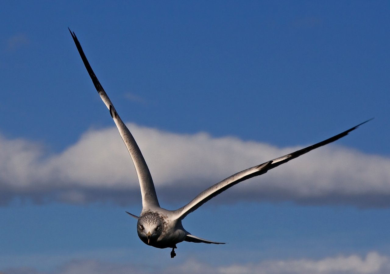 Nice bird. Альбатросы обои. Птенец крачки.