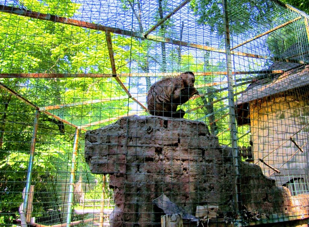 зоопарк в геленджике сафари парк. зоопарк краснодар 2023. сафари парк анапа. солнечный остров краснодар сафари парк. парк солнечный остров краснодар зоопарк.