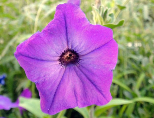 Петуния фиолетовый леопард. Петуния Purple Petunia Twirl. Петуния светло фиолетовая. Петуния фиолетовый леопард НК. Петуния светло сиреневая.