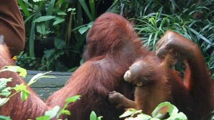 Orangutan Sex With Girl