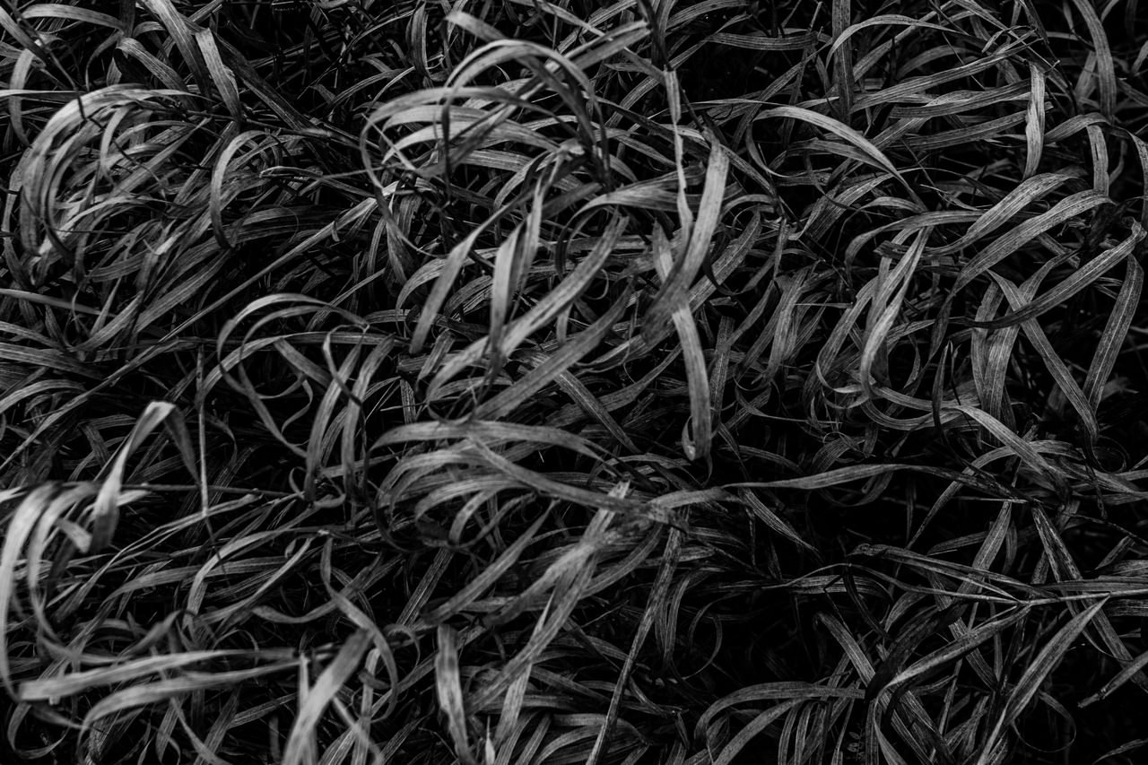 Черным сапогом с травы песня. Текстура травы Графика. Сухая трава Графика. Сухая трава чб. Сухая трава темная.