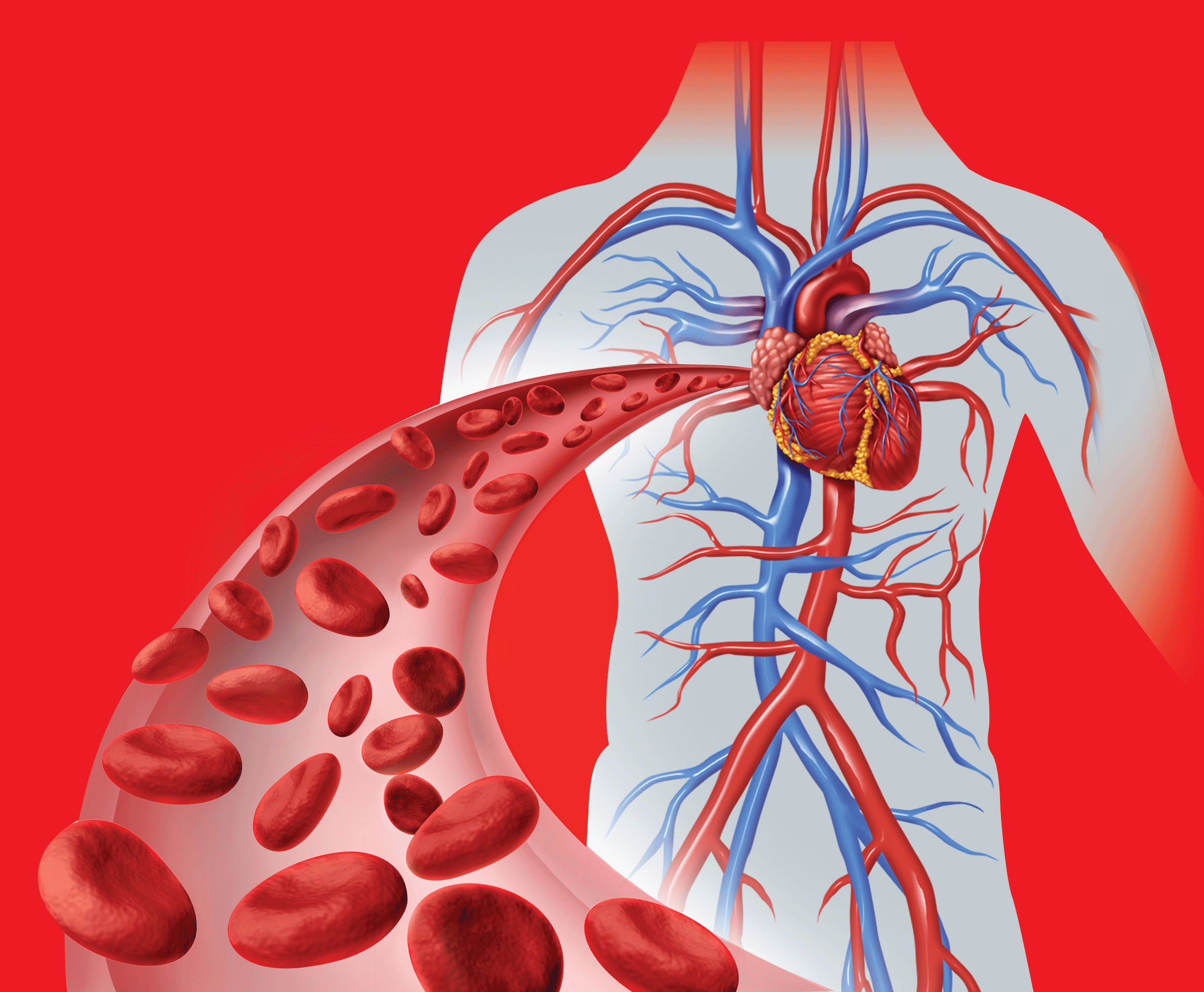 Сосудистая система человека. Система кровообращения человека. Кровеносная система сердца. Сосуды сердца. Улучшится кровообращение