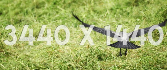 02 3440x1440 Thumbnail Crow Glider.jpg