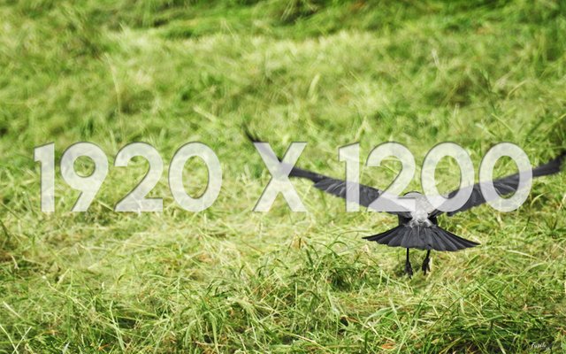 05 1920x1200 Thumbnail Crow Glider.jpg