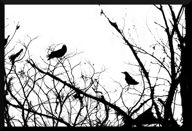 2018-04-15 007 Alas wind - Crows.JPG