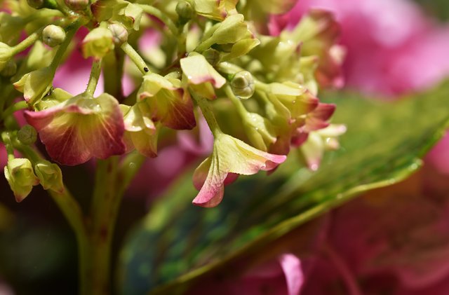 Hydrangea flower waterdrop macro 2.jpg