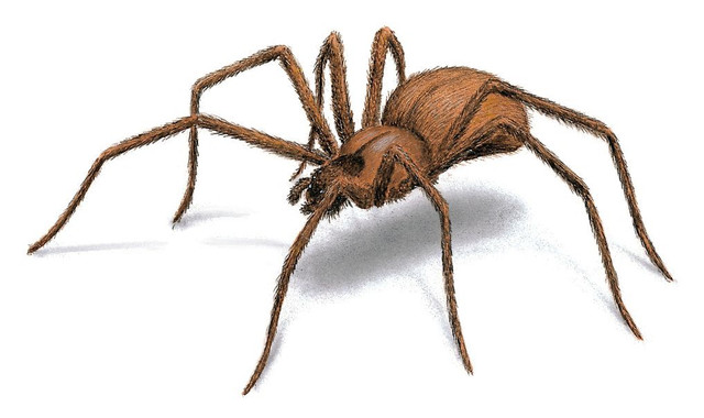 brown-recluse-spider-illustration_1017x605.jpg