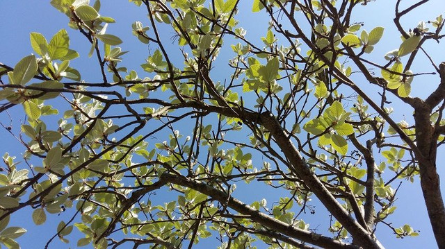 Just in Bud Before White Blossom.jpg