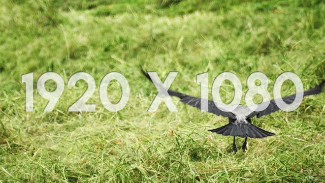 04 1920x1080 Thumbnail Crow Glider.jpg