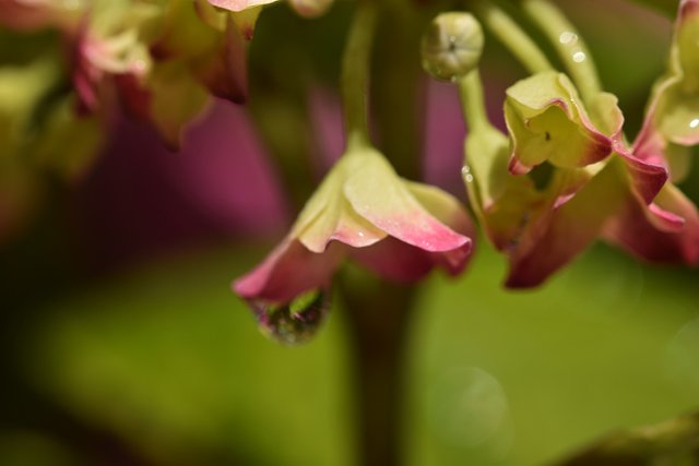 Hydrangea flower waterdrop macro 1.jpg