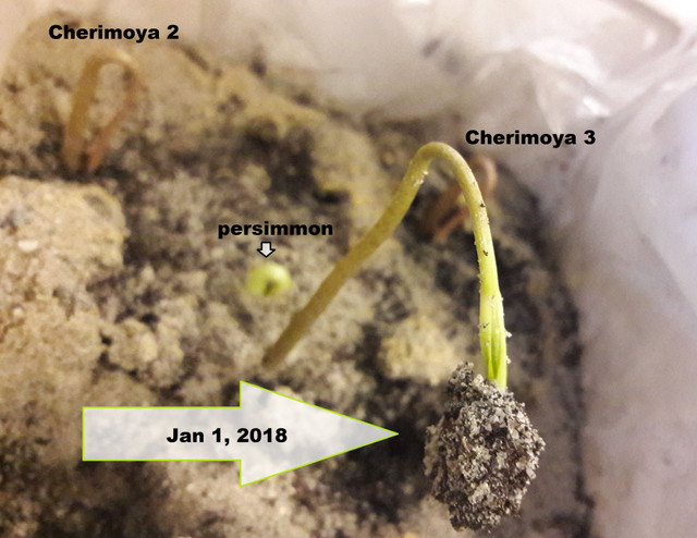 The Secret In Getting A Cherimoya Seed To Successfully Germinate  Steemit