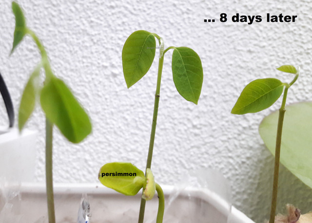 The Secret In Getting A Cherimoya Seed To Successfully Germinate  Steemit