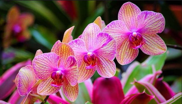 bulb flowering plants Allergy Friendly Bulb Collection