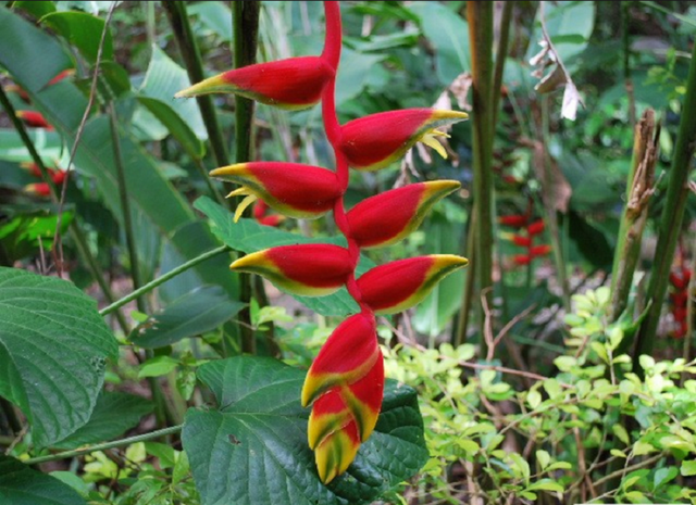 buy roses to plant online Kordana Red Mini Rose | Two Live Plants