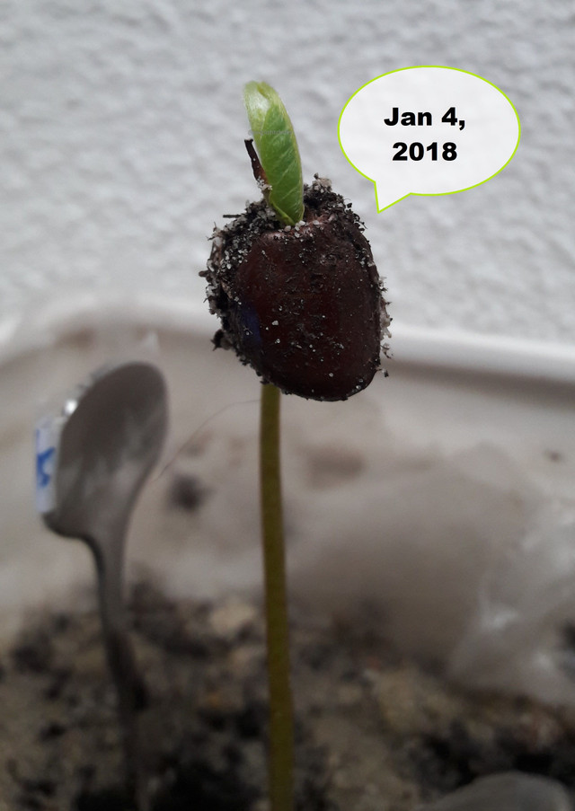 The Secret In Getting A Cherimoya Seed To Successfully Germinate  Steemit