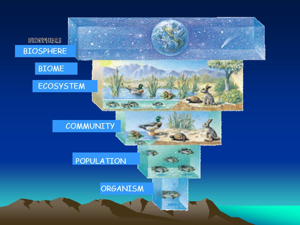 Глобальный уровень организации. Биосфера. Биосфера и экосистема. Модель биосферы. Мировая экосистема.