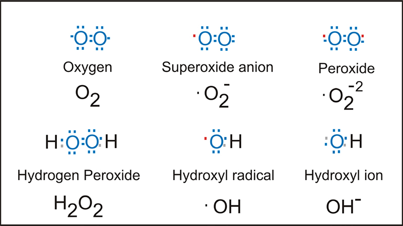 Водород 2 кислород 2. Супероксидный анион-радикал. Супероксид анион радикал кислорода. Супероксид радикал. Супероксид Ион радикал.