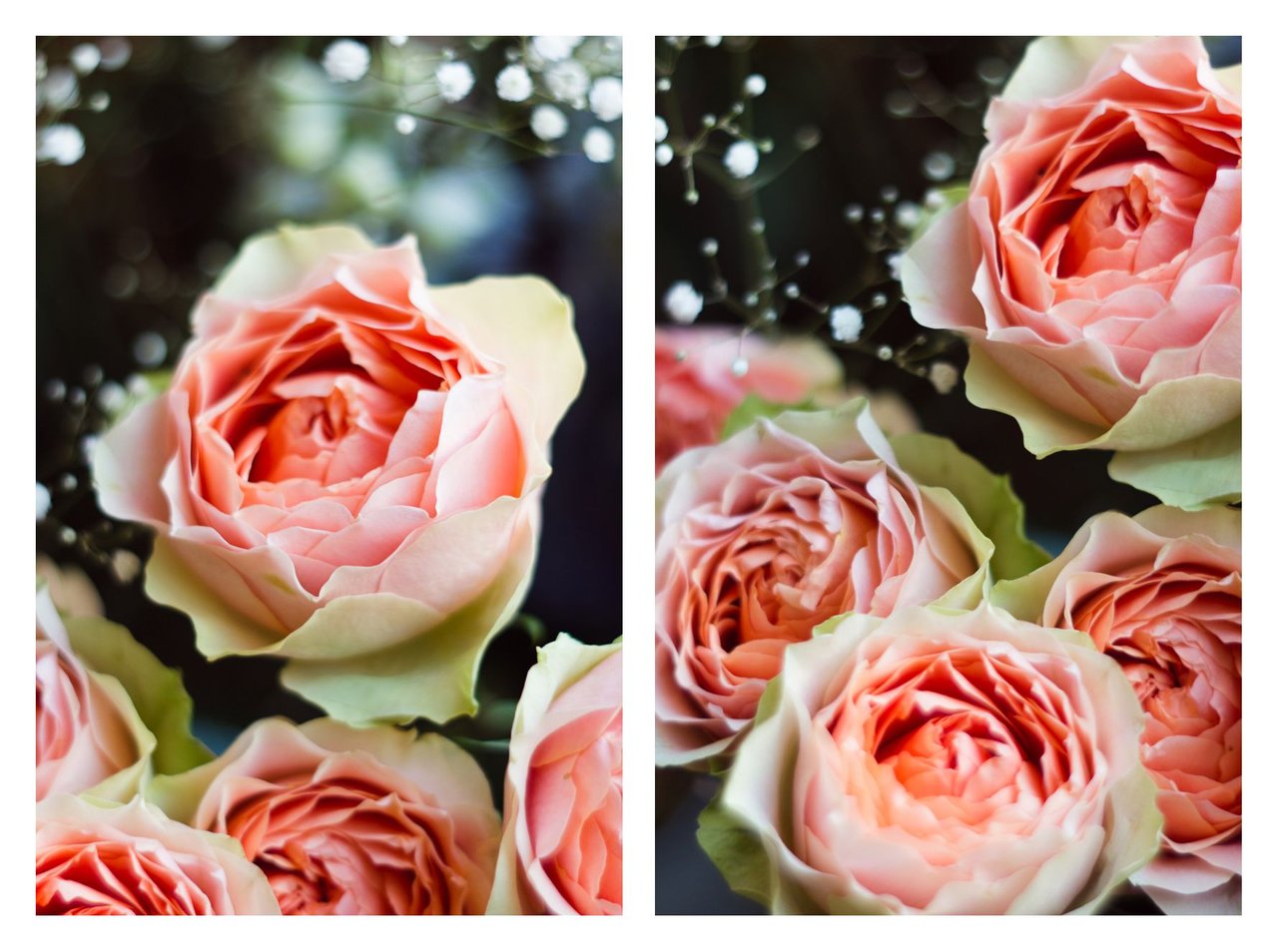 Роза гравитация фото и описание отзывы Галерея Antico Amore Энциклопедия роз