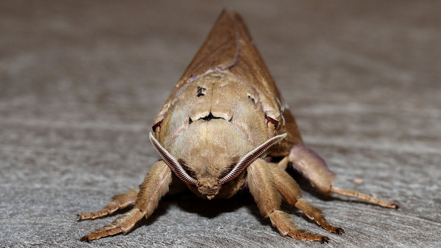 Insects Lepidoptera Hepialidae Abantiades hyalinatus MV BY Tas 2018-01-26 n3.jpg