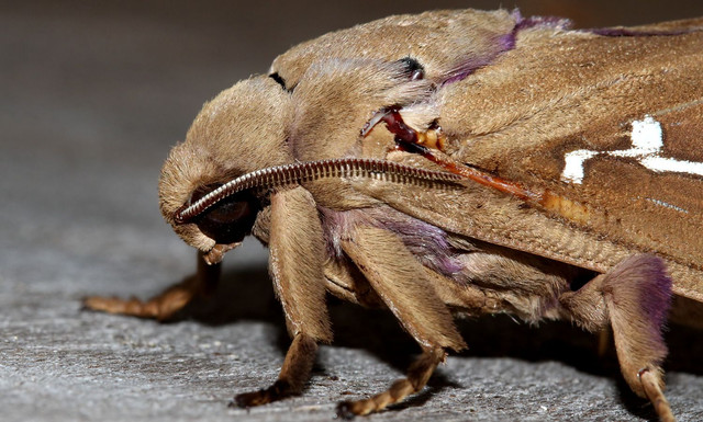 Insects Lepidoptera Hepialidae Abantiades hyalinatus MV BY Tas 2018-01-26 n2.jpg