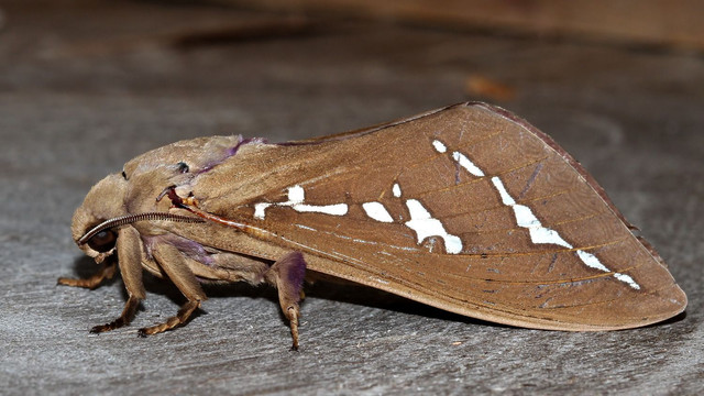 Insects Lepidoptera Hepialidae Abantiades hyalinatus MV BY Tas 2018-01-26 n1.jpg