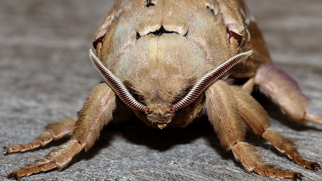Insects Lepidoptera Hepialidae Abantiades hyalinatus MV BY Tas 2018-01-26 n4.jpg