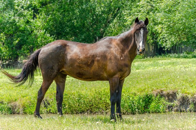 Лошади 20 лет. Мир лошадей. Лошадь ХХ. Самые красивые лошади в мире фото.