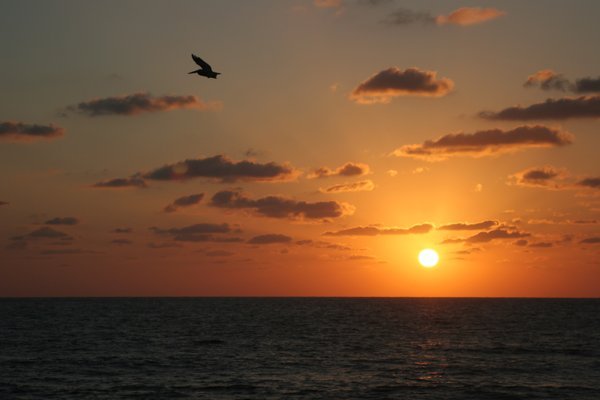 Pelican Sunrise.JPG
