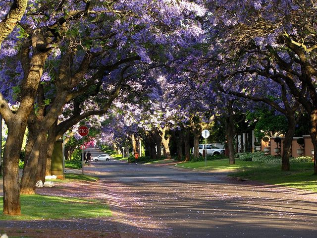 Jacaranda,_Brooklyn,_PTA_-_Falke_640_480_80auto_s.jpg