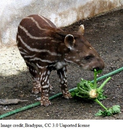Young Brazilian Tapir Bradypus 3.0 unported.jpg