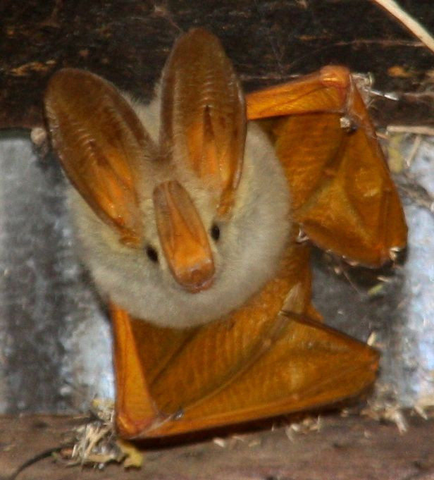 Yellow-Winged_Bat Dries Sagaert public sudan.jpeg