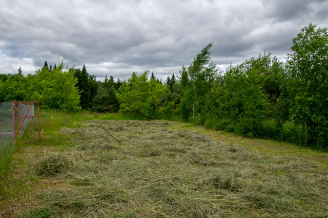 20220628 сенокос.JPG