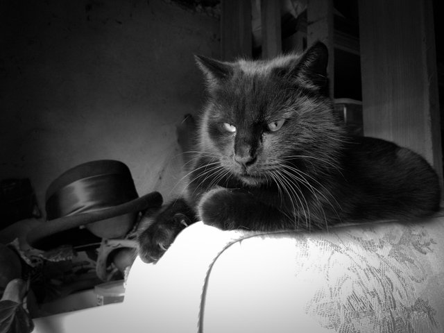 фея03032020чб (1 of 1).jpg