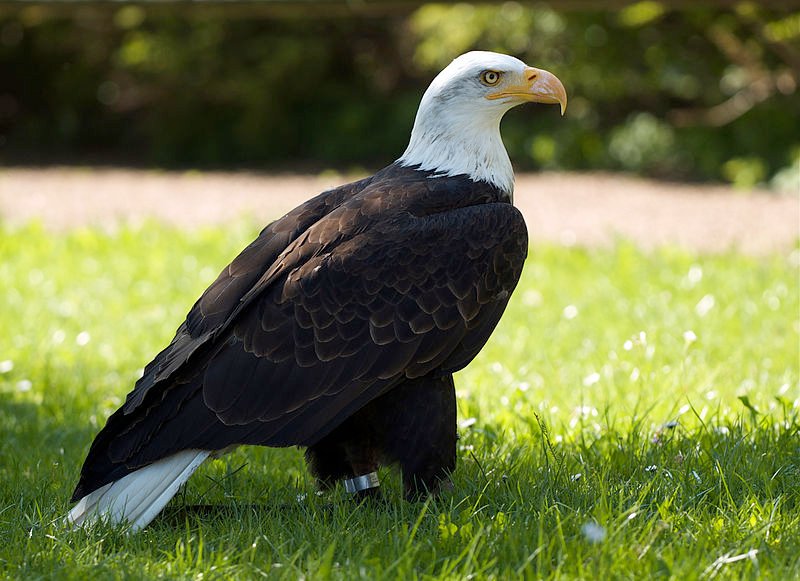 Large birds