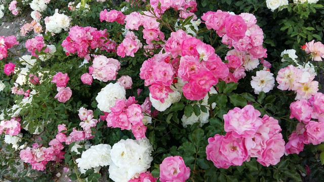 pink roses