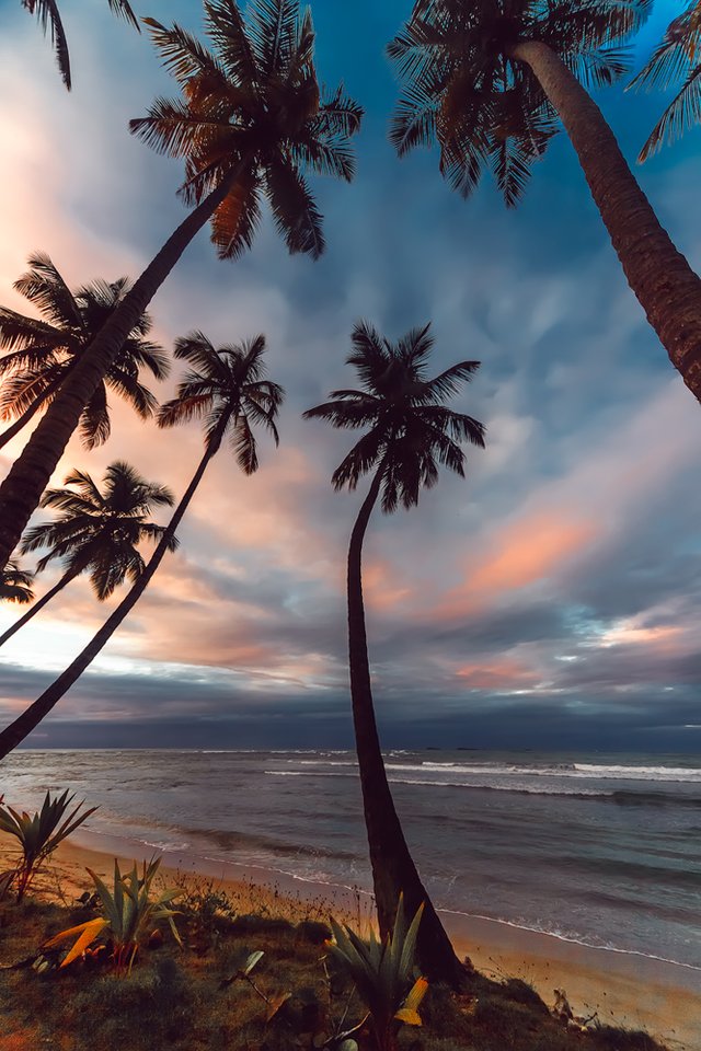Palms-sunset.jpg