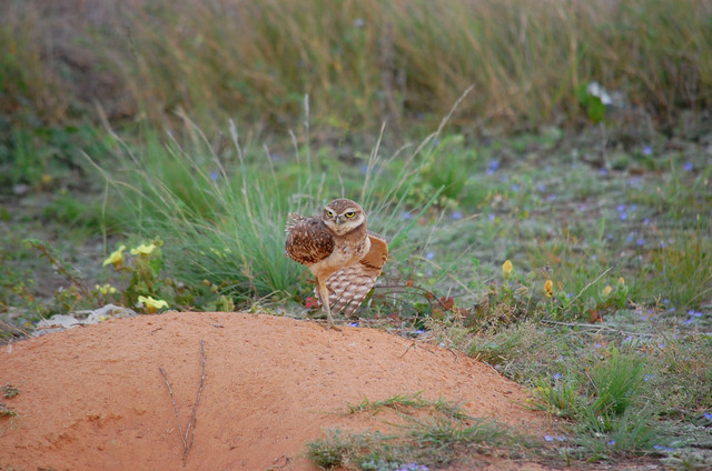 A DSC_0669.JPG