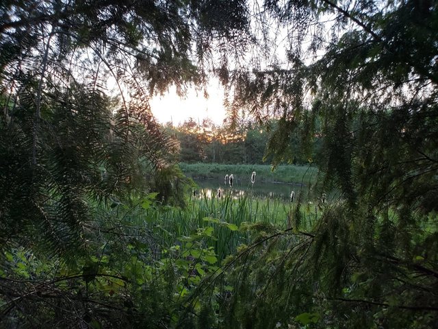 sunsetByPond.jpg
