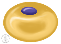 fat_cell.001.png