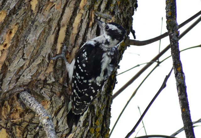 DSC_0553crop.JPG