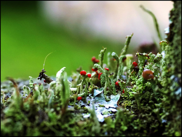 jungle_10297.JPG